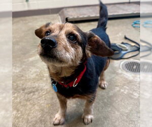 Chihuahua-Unknown Mix Dogs for adoption in Waterford, VA, USA