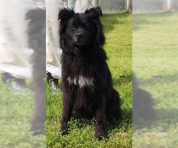 Medium Photo #4 Australian Shepherd-Unknown Mix Puppy For Sale in Wetumpka, AL, USA