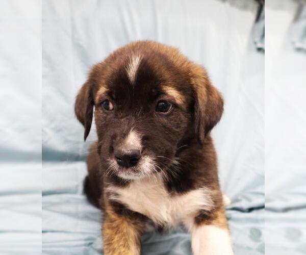 Medium Photo #1 Mutt Puppy For Sale in Thief River Falls, MN, USA