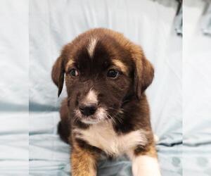 Mutt Dogs for adoption in Thief River Falls, MN, USA