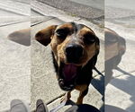 Small #1 Dachshund Mix