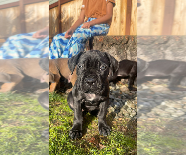 Medium Photo #7 Cane Corso Puppy For Sale in KENT, WA, USA