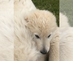 Small Photo #4 Maremma Sheepdog Puppy For Sale in SALLISAW, OK, USA