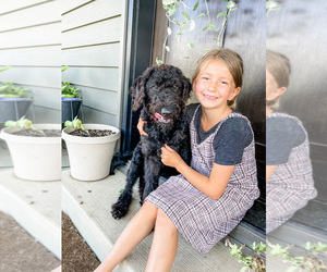 Golden Labrador-Poodle (Standard) Mix Puppy for sale in MILLERSBURG, OH, USA