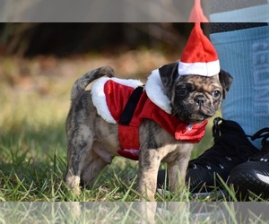 Pug Puppy for sale in PALM COAST, FL, USA