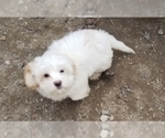 Small Photo #1 Cavaton Puppy For Sale in HENNIKER, NH, USA