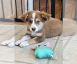 Small #1 Australian Shepherd