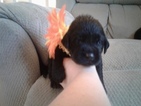 Small Photo #2 Labradoodle Puppy For Sale in CRESTON, MT, USA