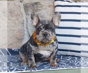 French Bulldog Puppy for sale in NARVON, PA, USA