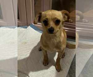 Chihuahua Dogs for adoption in Holly Springs, NC, USA