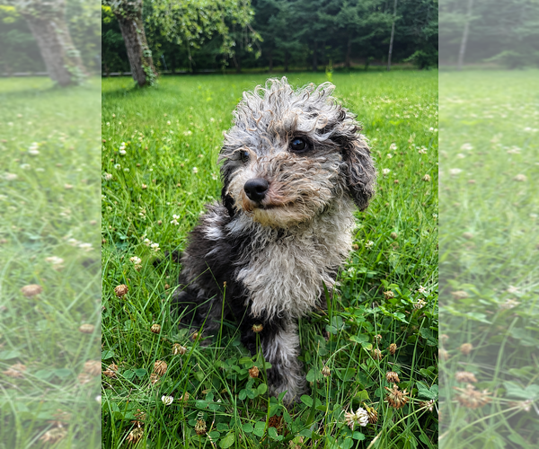 Medium Photo #18 Cavapoo (Miniature) Puppy For Sale in DURHAM, CT, USA