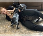 Small Photo #23 German Shorthaired Pointer Puppy For Sale in STATE COLLEGE, PA, USA