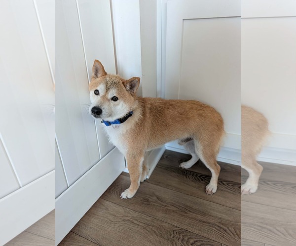 Medium Photo #1 Shiba Inu Puppy For Sale in Omaha, NE, USA