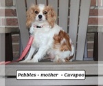Small Photo #1 Cavapoo Puppy For Sale in CLARKRANGE, TN, USA