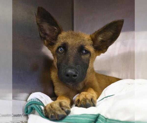 Medium Photo #1 German Shepherd Dog-Unknown Mix Puppy For Sale in San Antonio, TX, USA