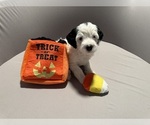Puppy 2 Bernedoodle (Miniature) (+ Poodle Miniature)