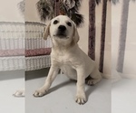 Small #1 Labrador Retriever