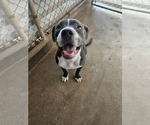 Small #3 American Pit Bull Terrier Mix