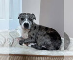 Small #5 Mutt