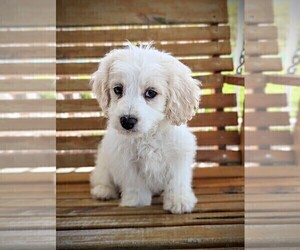 Cavachon-Poodle (Miniature) Mix Puppy for sale in HOPKINSVILLE, KY, USA