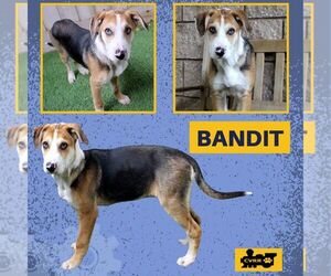 Retriever -Unknown Mix Dogs for adoption in Lindsay, CA, USA