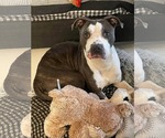 Small #6 American Pit Bull Terrier Mix