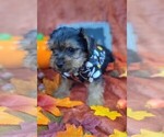 Puppy 3 Yorkshire Terrier