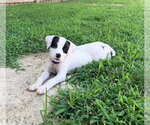 Small #1 American Staffordshire Terrier Mix
