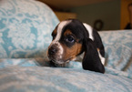 Small Photo #3 Basset Hound Puppy For Sale in ALFORD, IN, USA