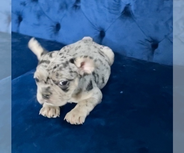 Medium Photo #15 French Bulldog Puppy For Sale in CINCINNATI, OH, USA