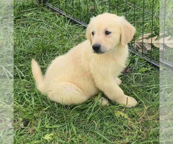 Medium Photo #1 Golden Retriever Puppy For Sale in RIGA, MI, USA