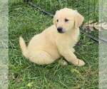Daphne - Female Golden Retriever Puppy for Sale - Small photo