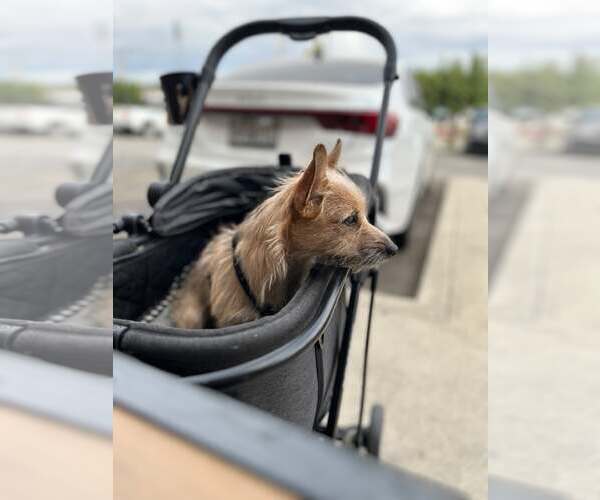 Medium Photo #3 Chihuahua-Unknown Mix Puppy For Sale in Visalia, CA, USA