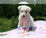 Small #2 German Shepherd Dog
