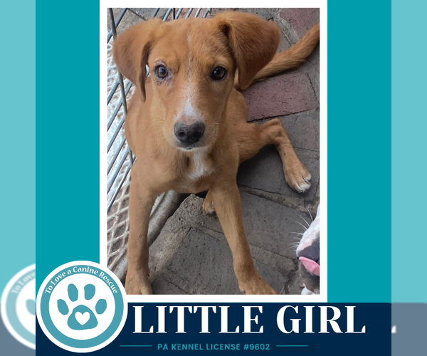 Medium Photo #3 Labrador Retriever-Unknown Mix Puppy For Sale in Kimberton, PA, USA