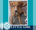Small #2 Labrador Retriever Mix