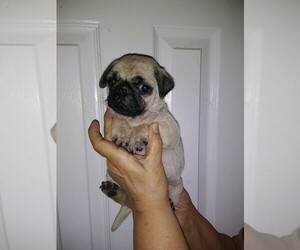 Pug Puppy for sale in INEZ, TX, USA