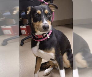 Mutt Dogs for adoption in Decatur, IL, USA