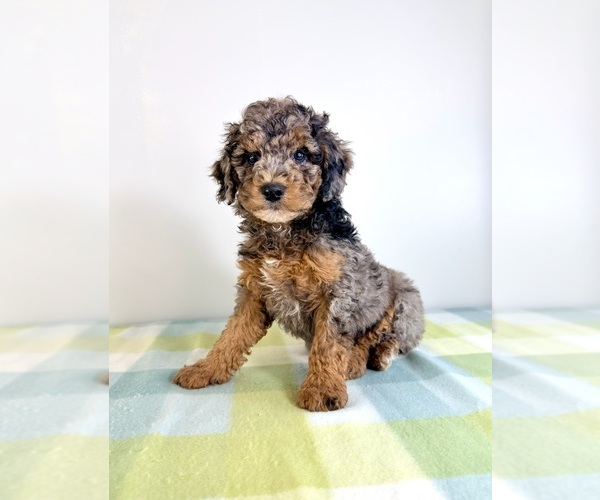 Medium Photo #5 Bernedoodle (Miniature) Puppy For Sale in GREENFIELD, IN, USA
