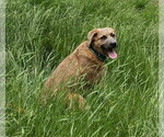 Small #2 Labrador Retriever Mix
