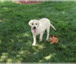 Small #4 Labrador Retriever