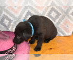 Small #2 Labrador Retriever