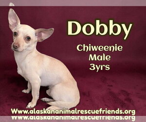 Chiweenie Dogs for adoption in Anchorage, AK, USA