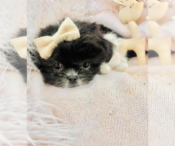 Medium Photo #7 Shih Tzu Puppy For Sale in MIAMI, FL, USA