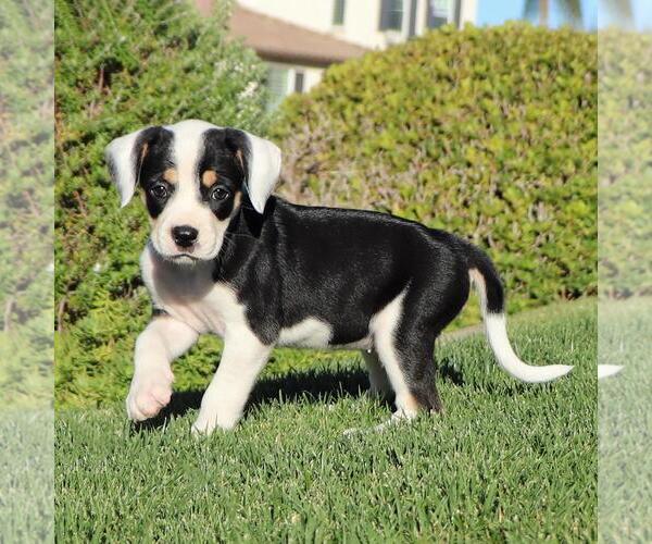 Medium Photo #4 Boxer-Unknown Mix Puppy For Sale in San Diego, CA, USA