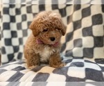 Small Photo #10 Bichpoo Puppy For Sale in LAKELAND, FL, USA