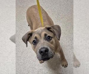 German Shepherd Dog-Unknown Mix Dogs for adoption in Bakersfield, CA, USA