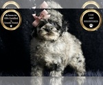 Small Photo #15 Poodle (Miniature) Puppy For Sale in WARSAW, IN, USA