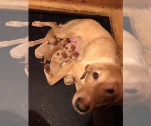Mother of the Labrador Retriever puppies born on 01/09/2022