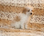 Small #15 Goldendoodle (Miniature)